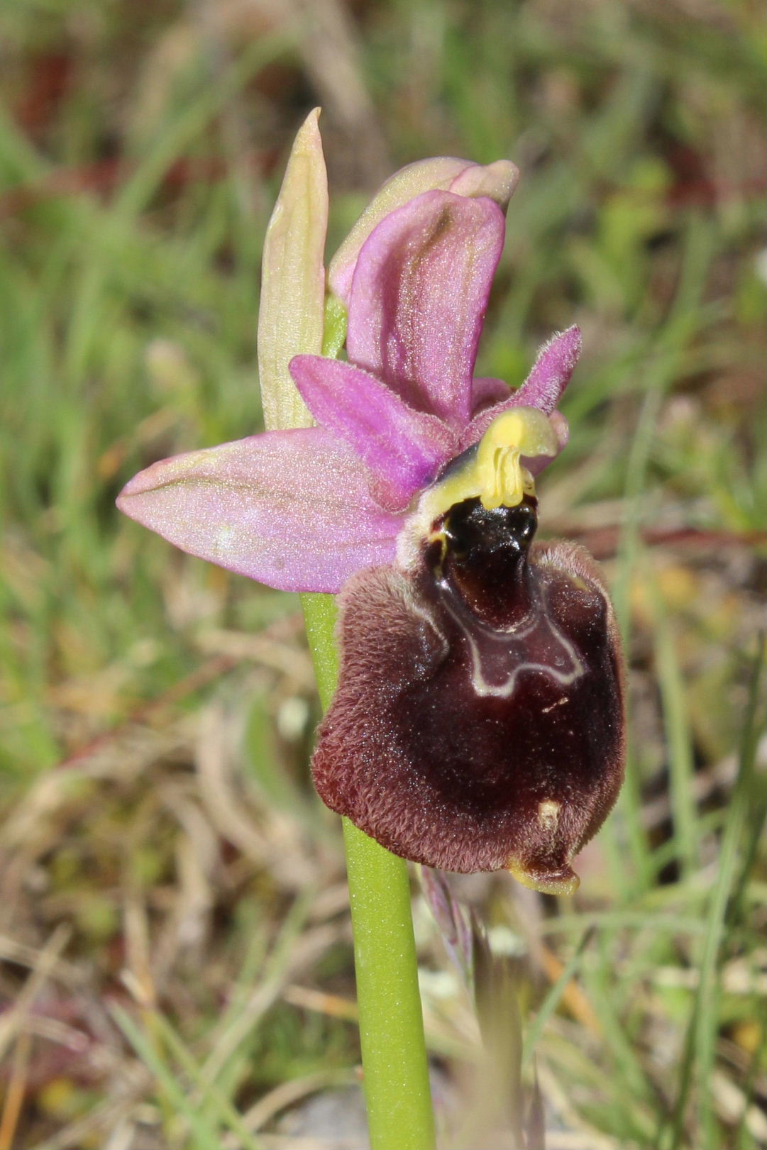 Ophrys da determinare